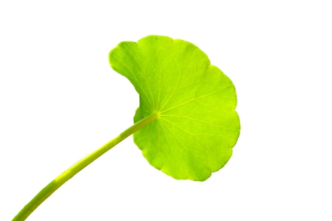 cica picture cmd skincare 