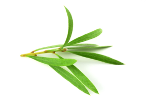 cmd acne melaleuca tea tree leaf oil